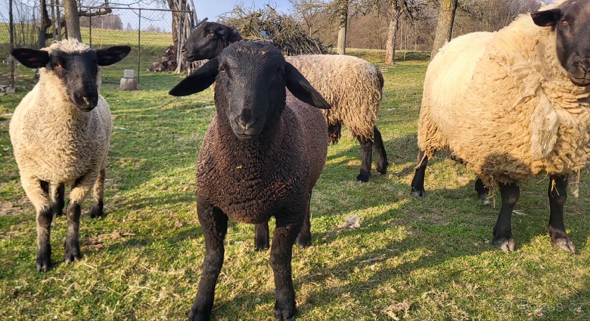 Ovce suffolk - jehňata - 2