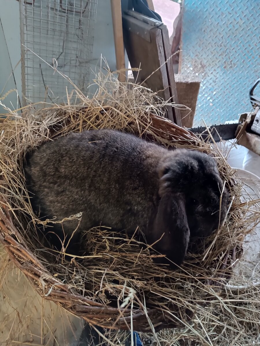 Francouzský beran - 2