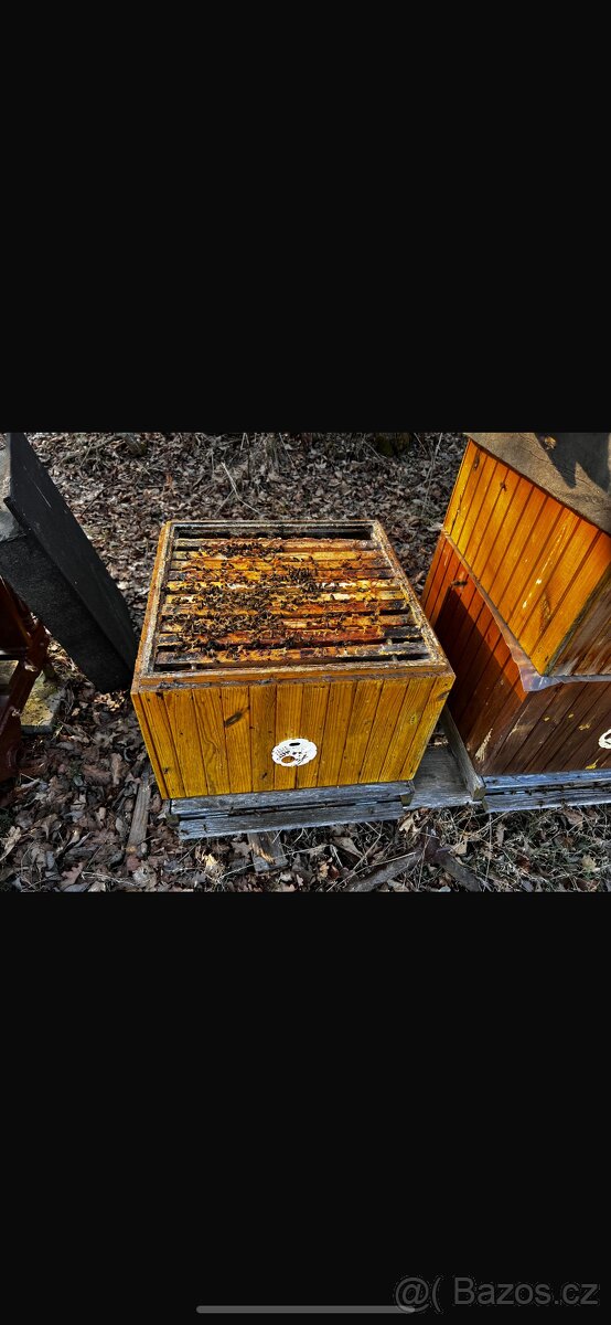 Prodej vyzimovaných včelstev Třeboňsko - 2