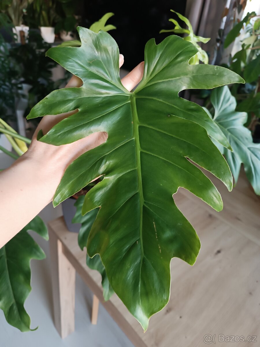 Philodendron - 2