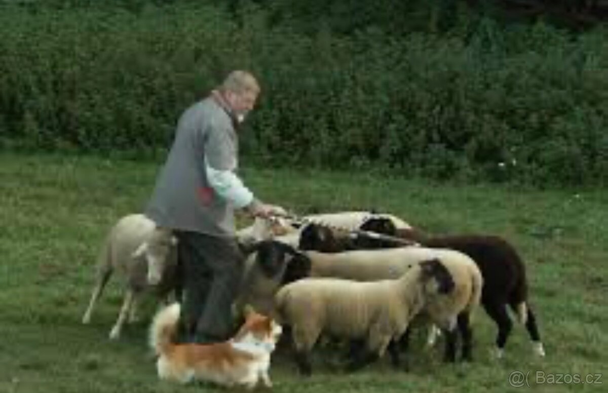 Welsh corgi fena - 2