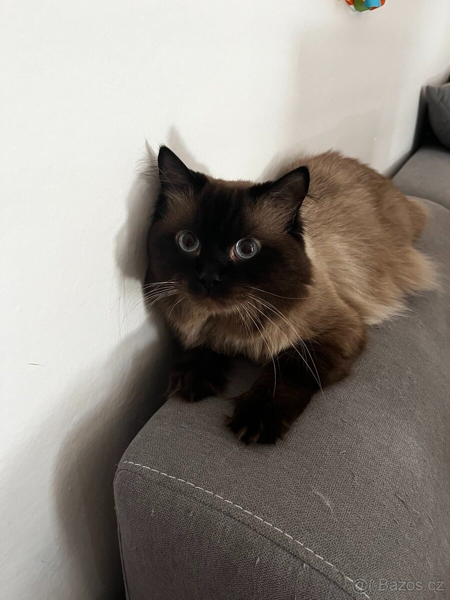 Ragdoll ke kryti - 2