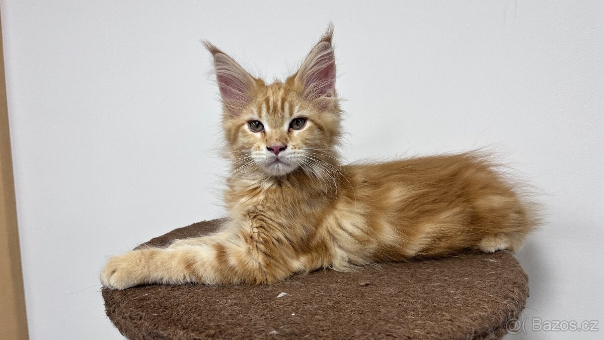 Mainská Mývalí - 2