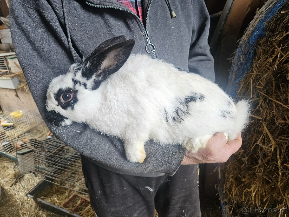 Králík - 2