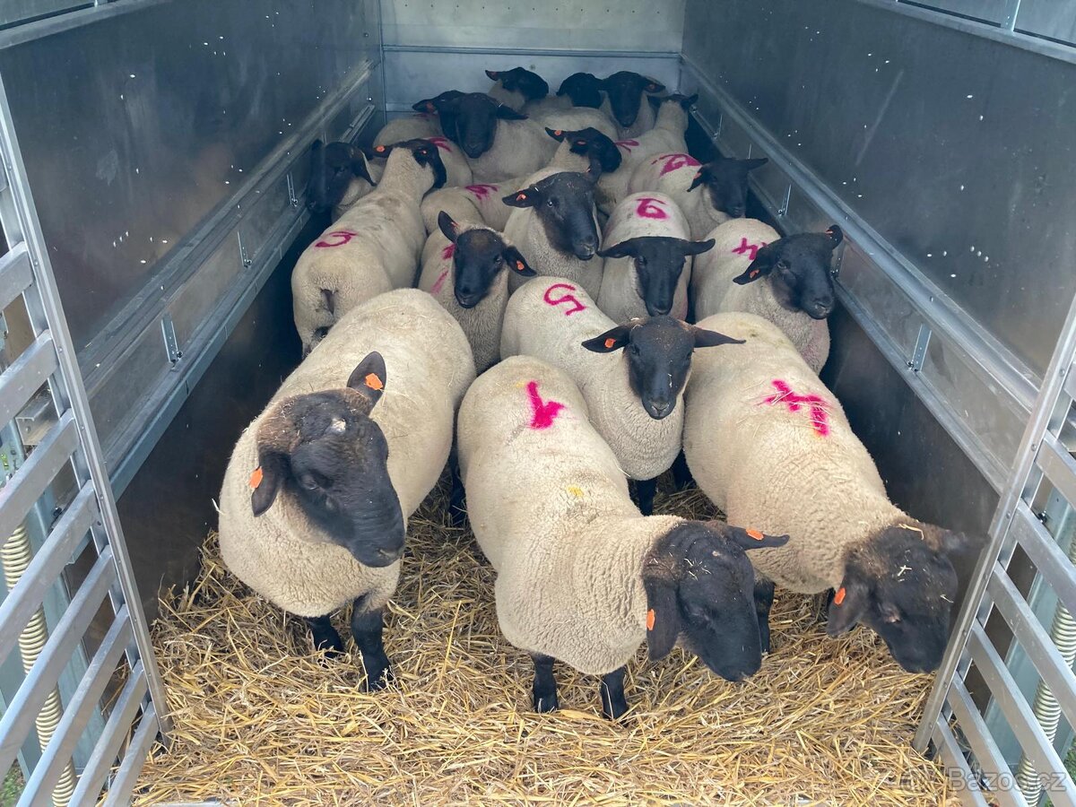 Plemenny beran Suffolk- Barry, Harrison - 2