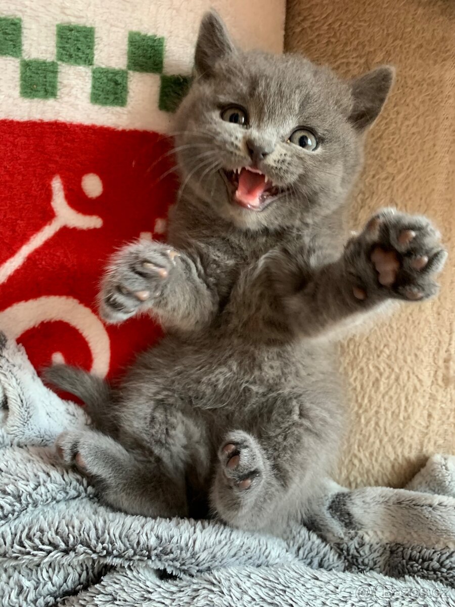 Britská koťátka - holčička - 2