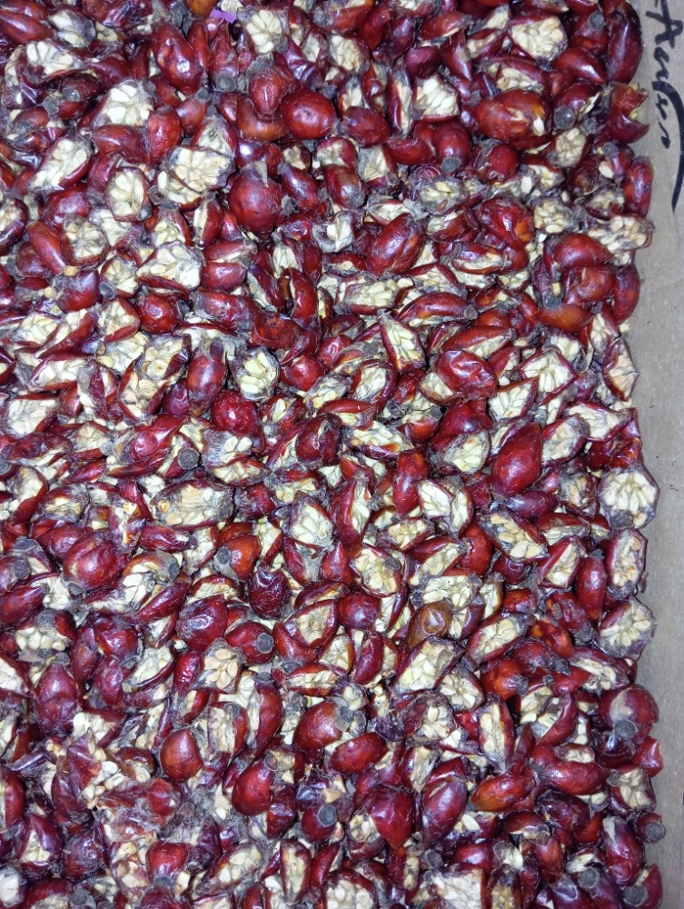 🌹 Sušené půlené šípky – domácí sběr, plné vitamínů - 2