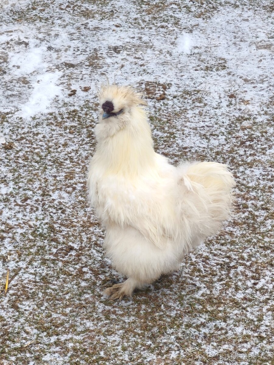 Kohout hedvábničky eu - 2