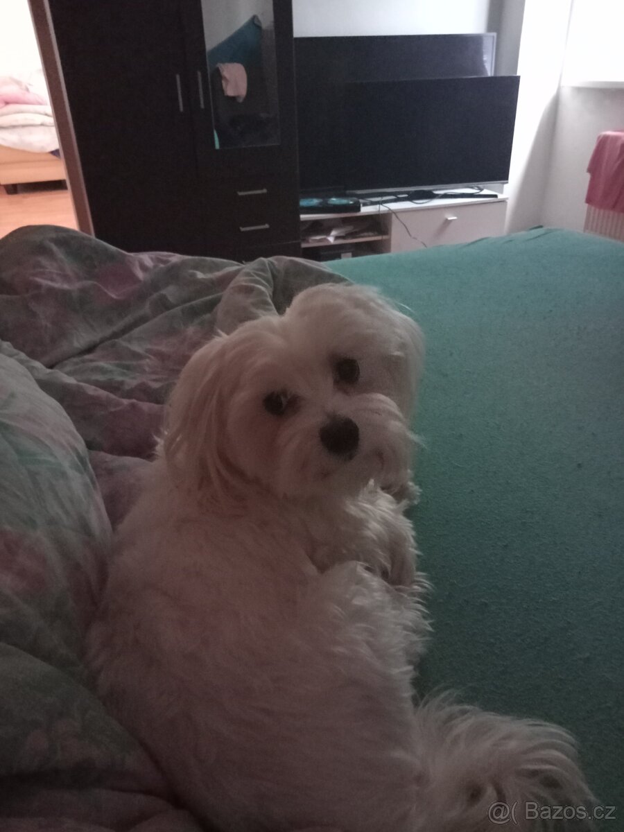 Maltézský psik - 2