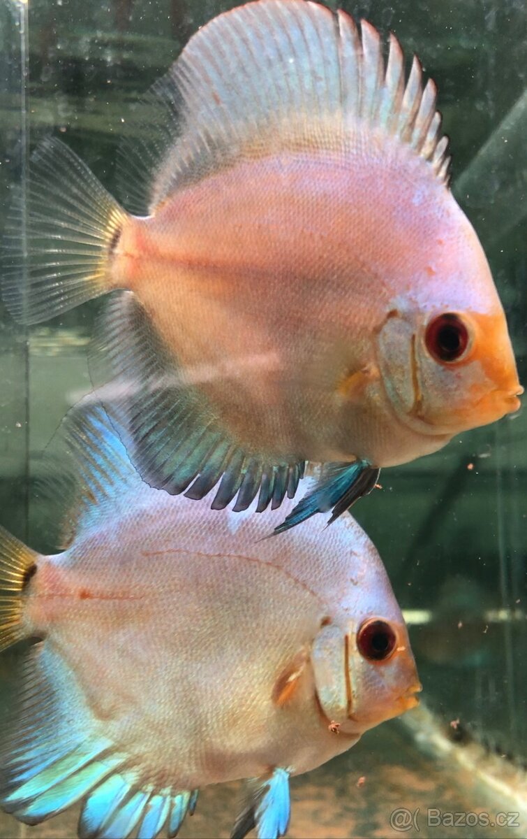 Hoplarchus psittacus,Dicrossus maculatus - 2