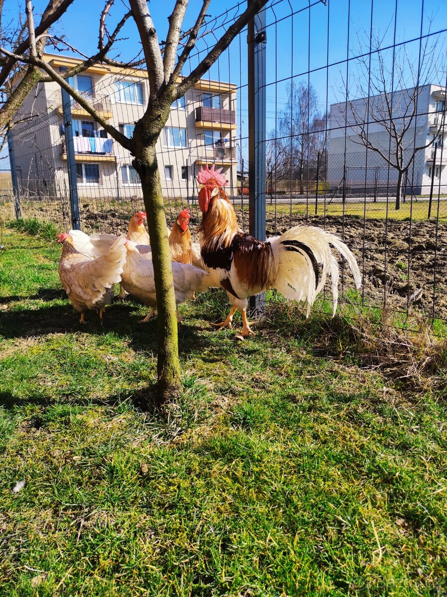 Vlaška červenosedlata NV - 2