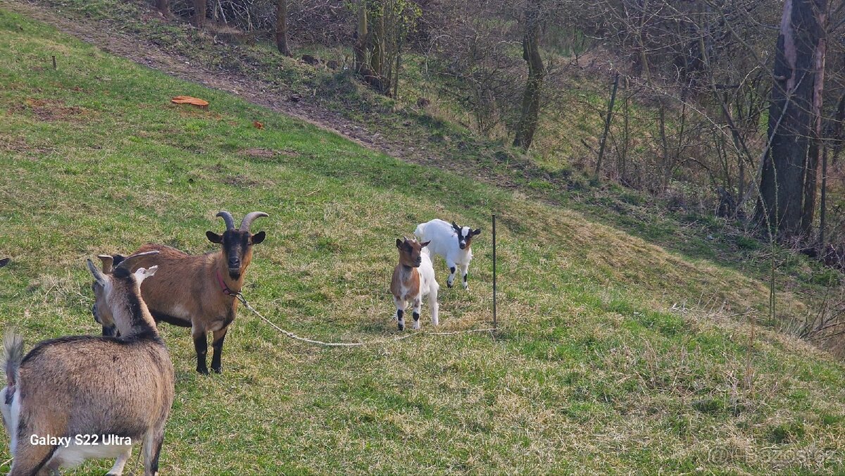 Prodám kůzlata - 2