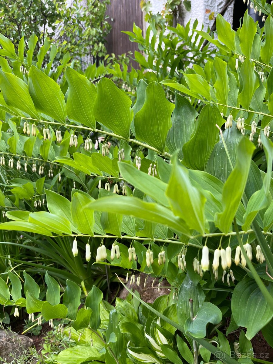 Kokořík mnohokvětý - trvalka - 2