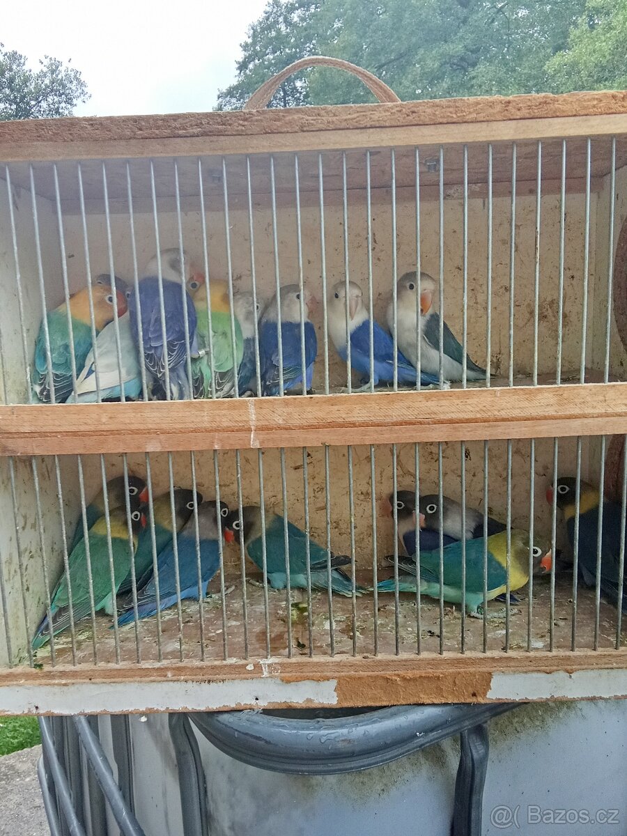 Prodám agapornis škrabošky - 2