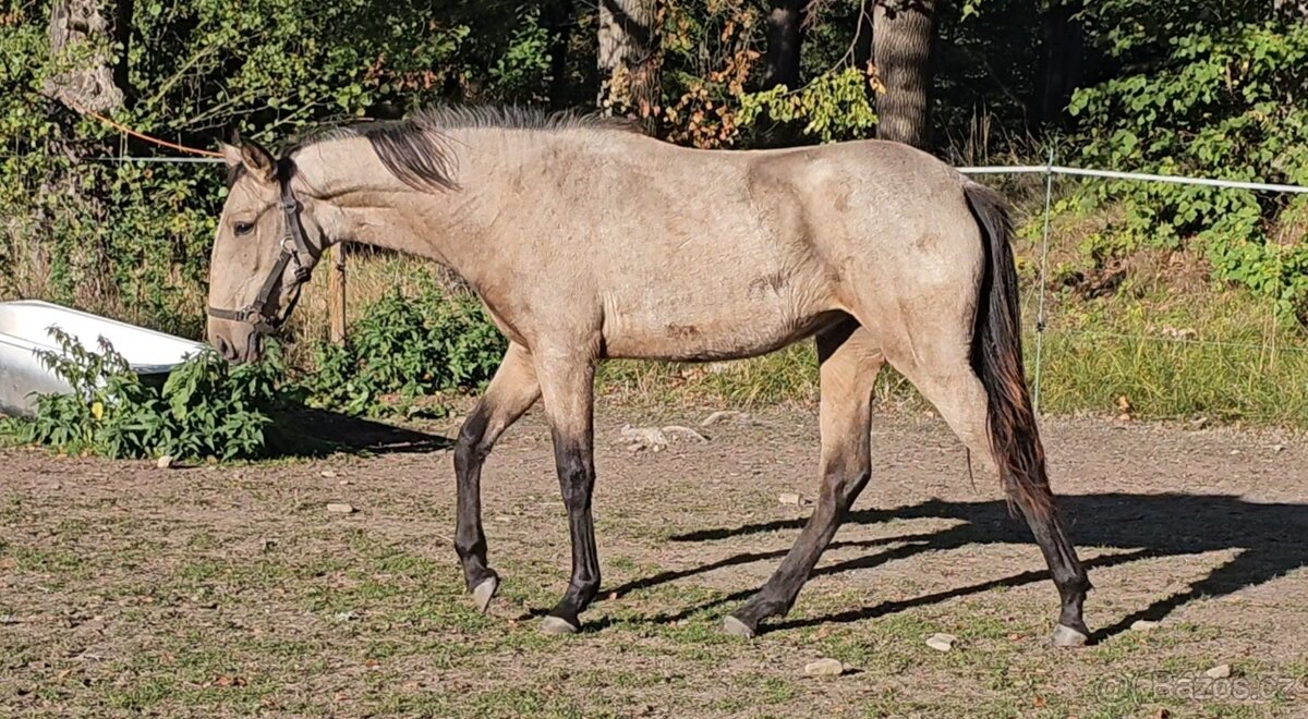 TOP klisnička PSL - 2