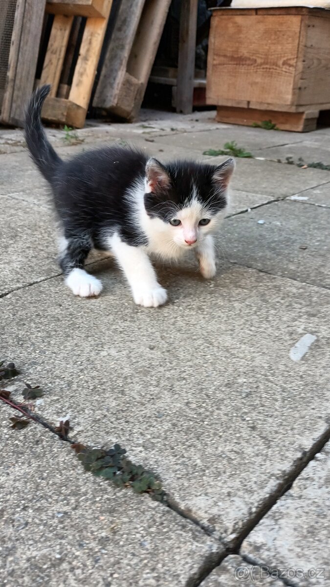 Darujeme koťata do dobrých rukou - 2