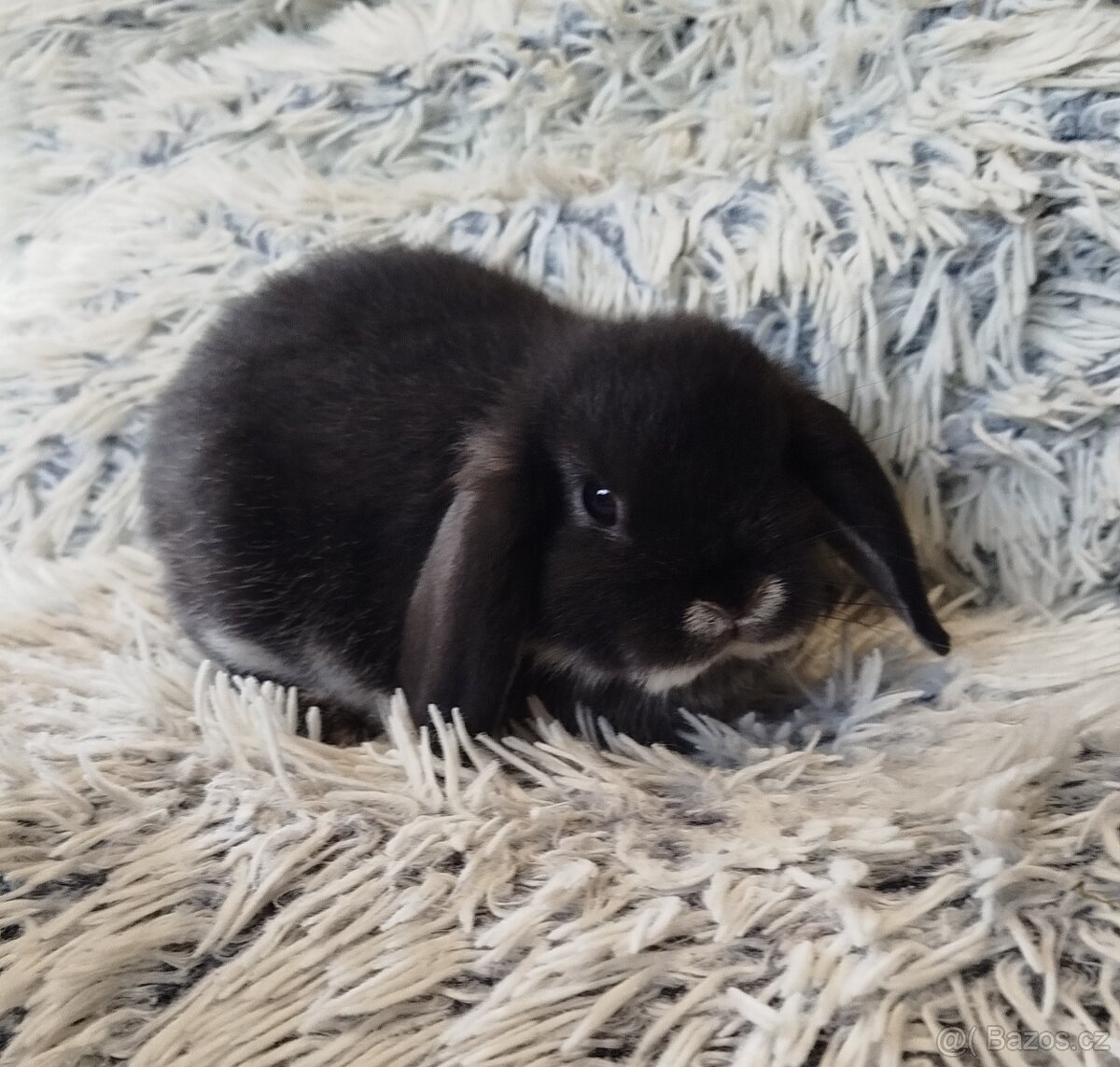 Minilop - anglický zakrslý beránek s VP - 2