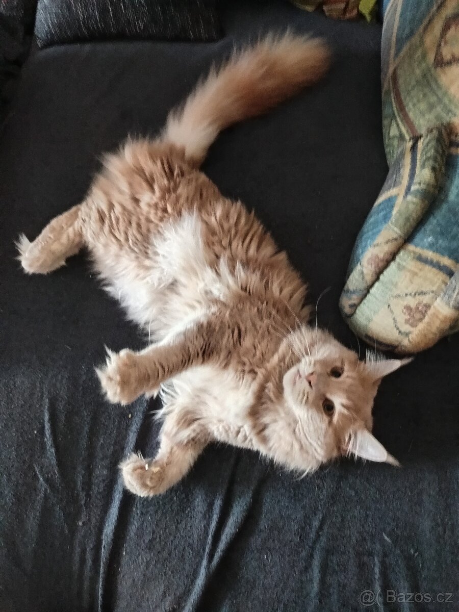 Mainský mývalí kocour ke krytí - 2