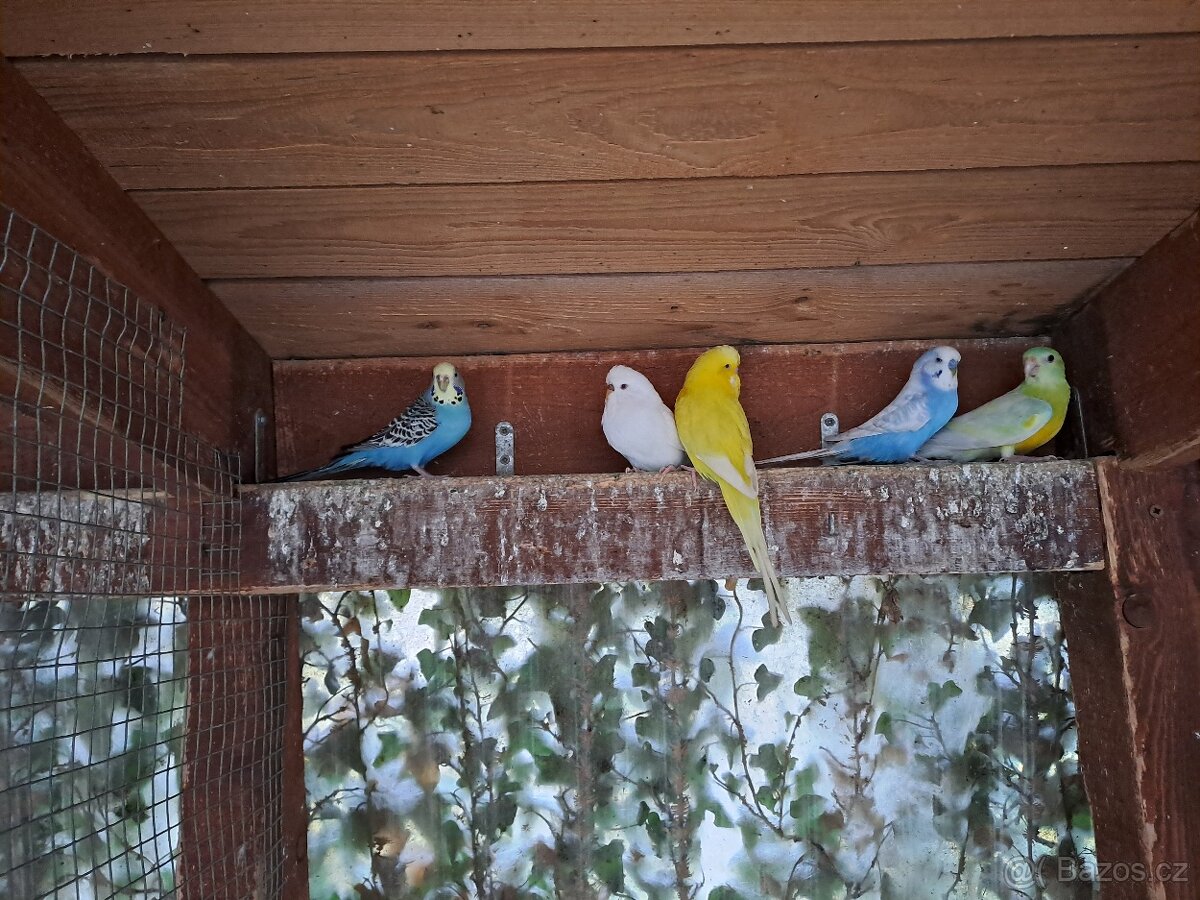 Andulka vlnkovana - 2