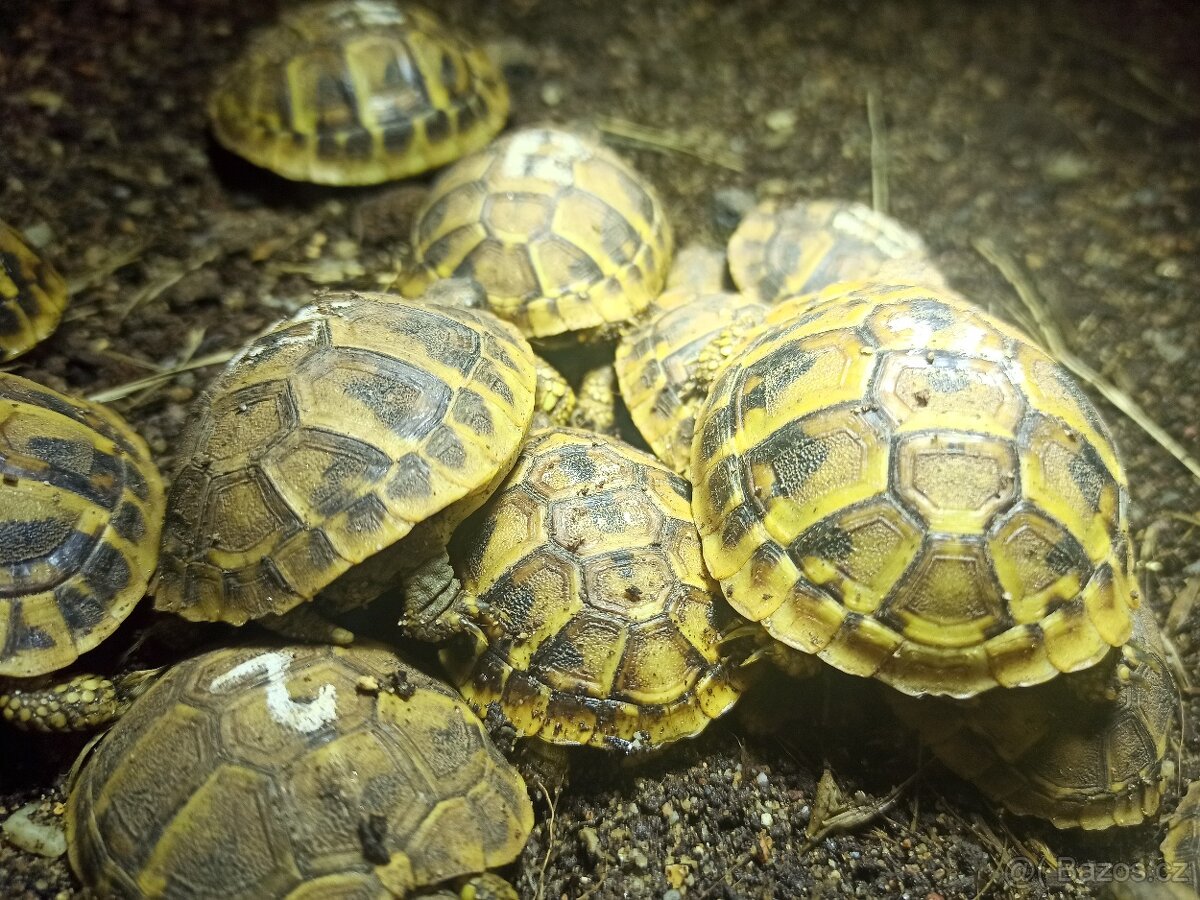 želva vroubená, zelenavá, žlutohnědá - 2