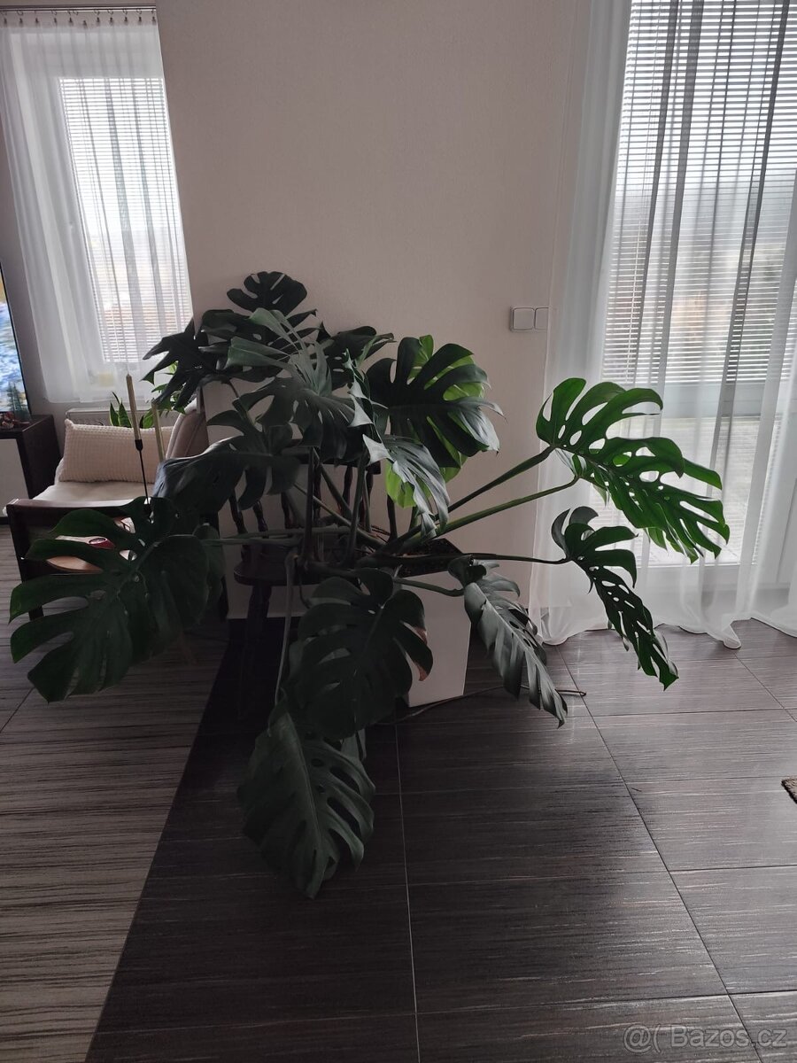 Monstera - 2