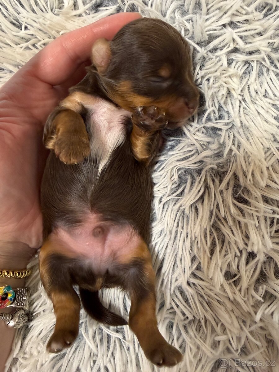 Jorkšírsky teriér s PP pejsek Choco tan - čokoláda s pálením - 2