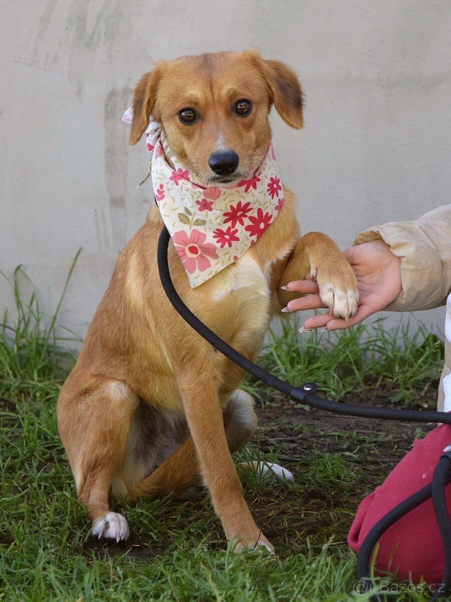 nežná Salwa hledá domov - 2