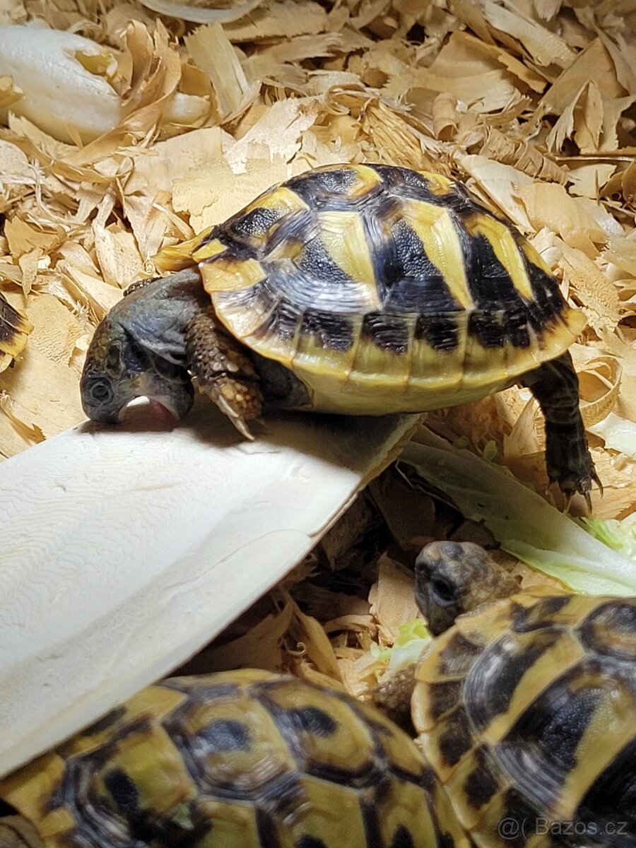 Želvy zelenavé - 2