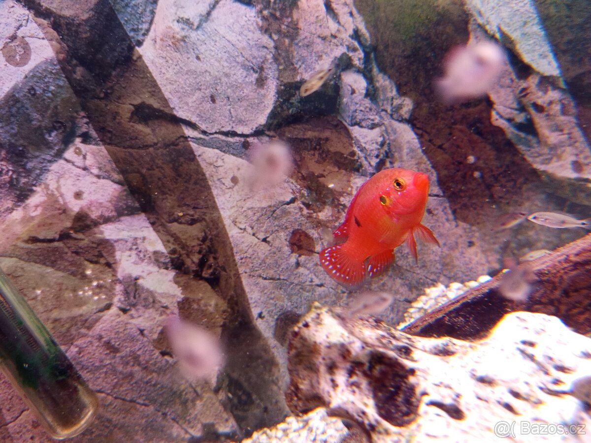 Tlamovec perlovka rudá - 2