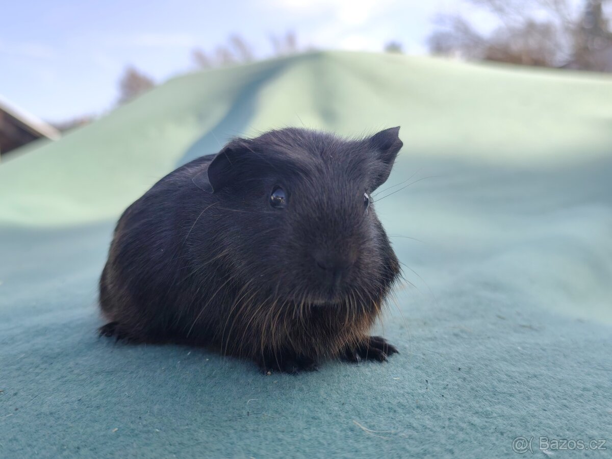 Morče s PP. Anglický crested, Hladké aguti - 2