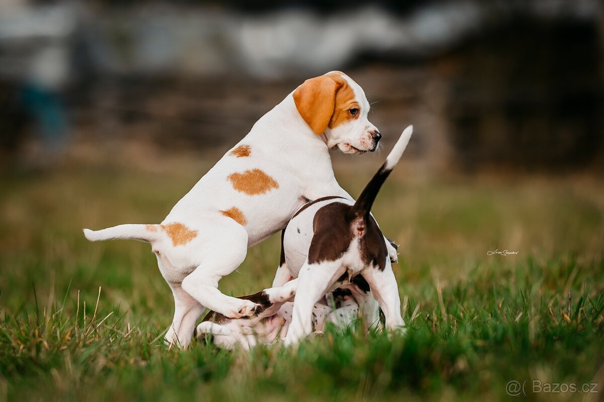 Arlo Bigladybugs - anglický pointer s PP - 2