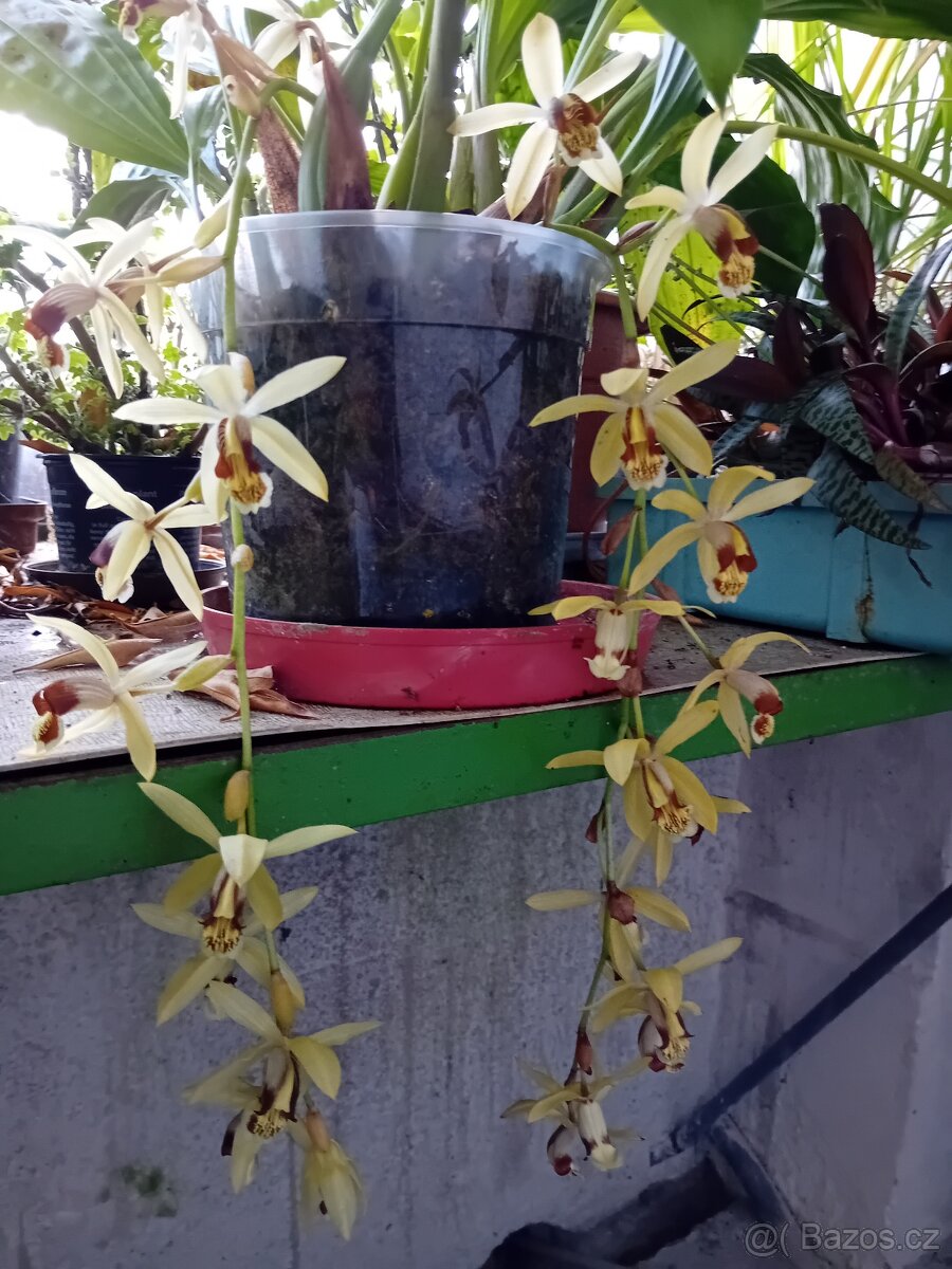 Orchidej Coelogyne tomentosa - 2