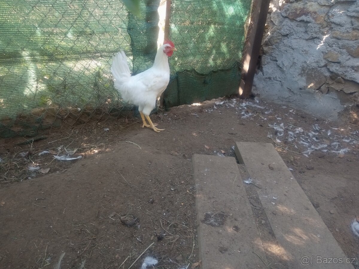 Kohout do chovu - 2