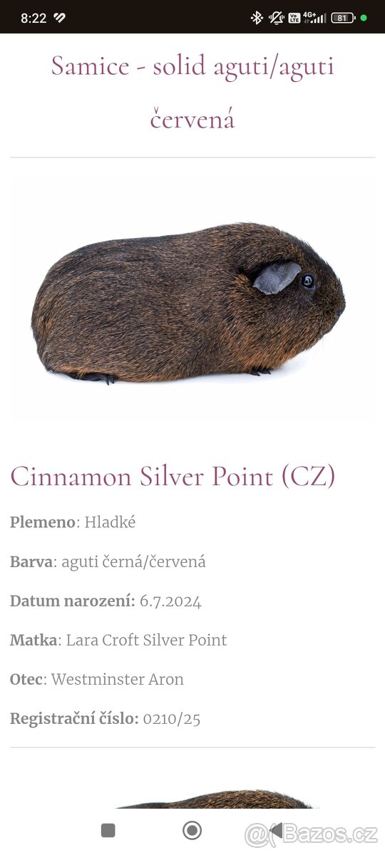 Morče dospělá samička - 2