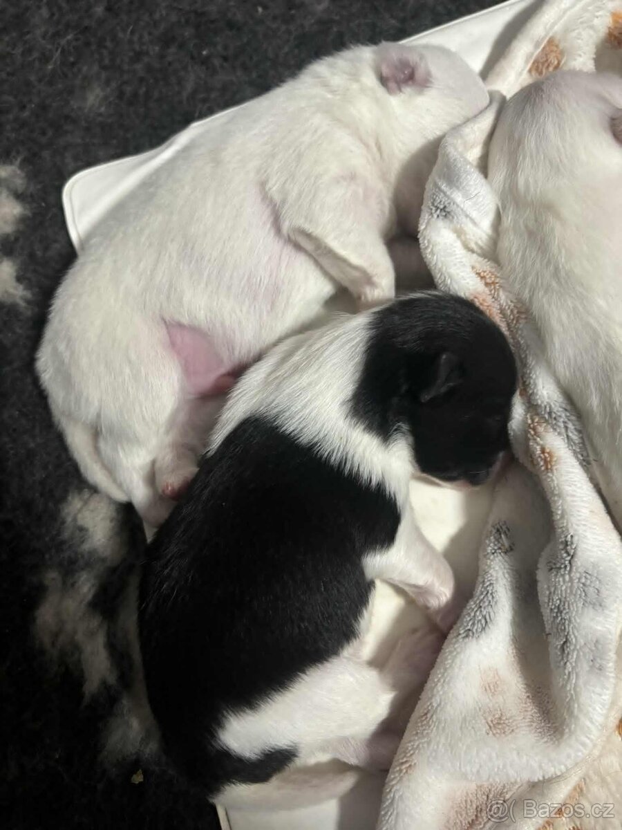 Německý špic střední s PP - 2