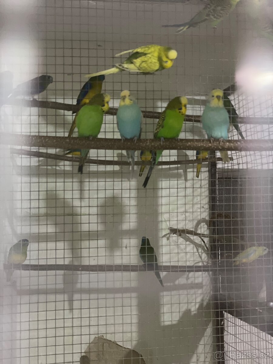 Andulky letošni - 2