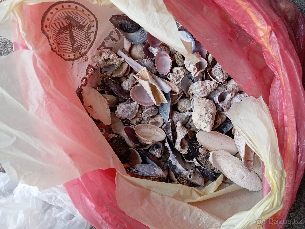 mušle dekorační předměty - 2