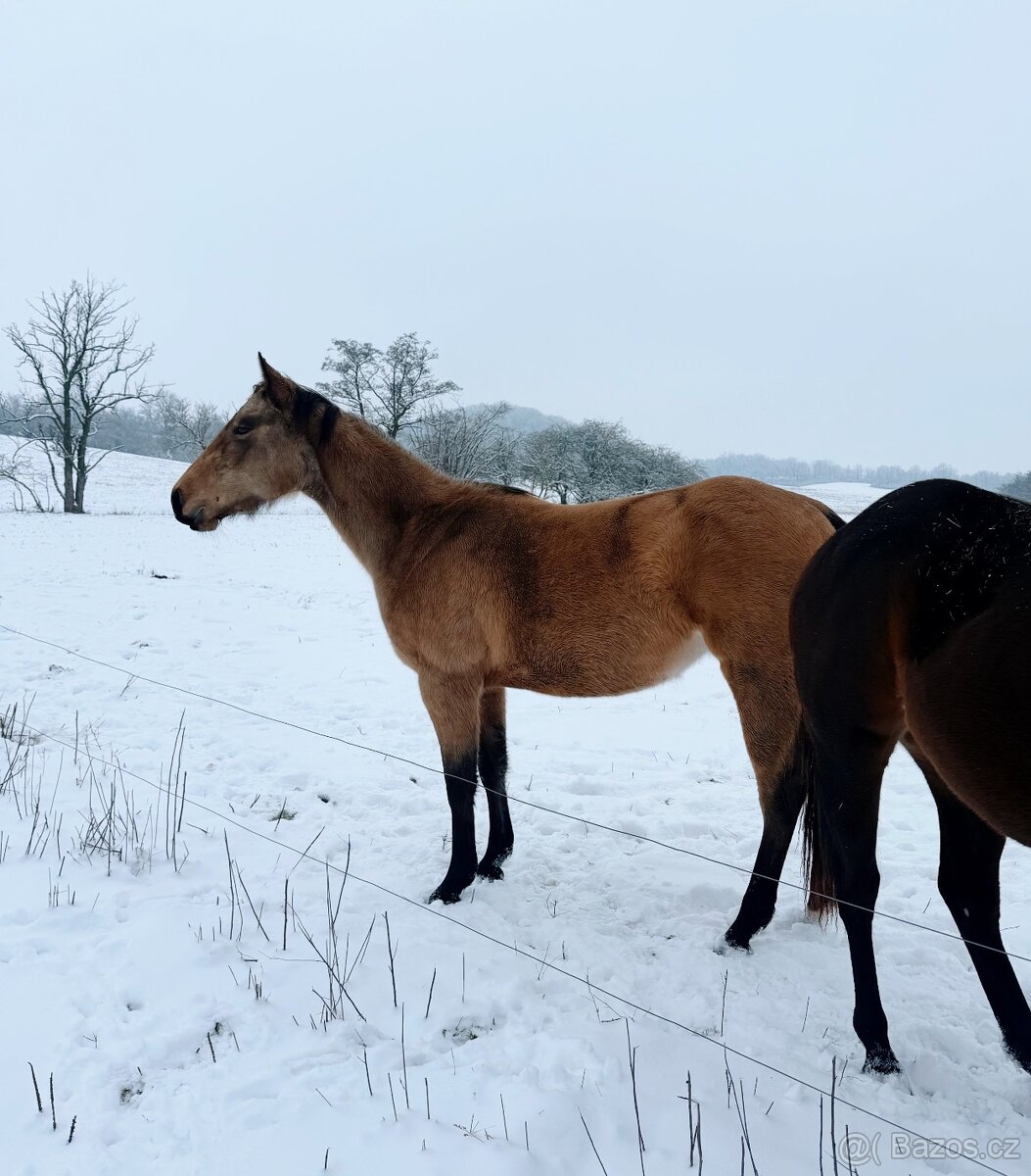 Tříletá reining klisna American Quarter Horse, Euro Futurity - 2