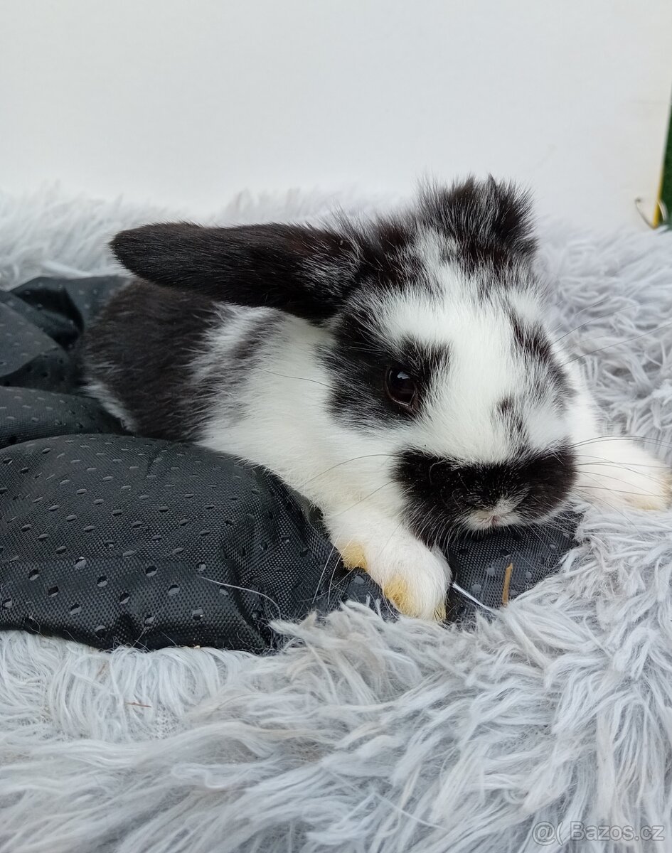 Zakrslý králíček H2 - 2