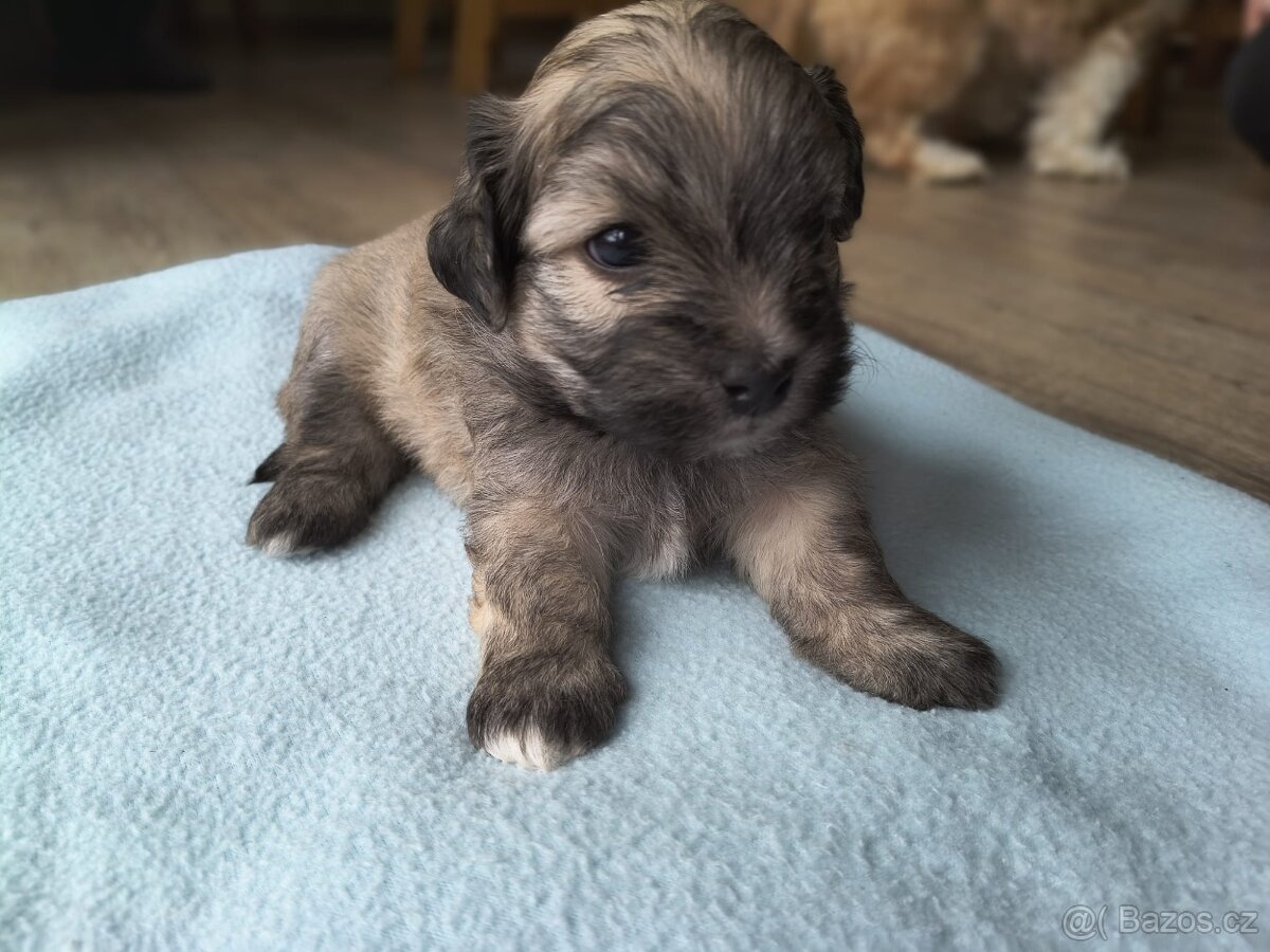 Štěňátka havanského psíka s PP - 2