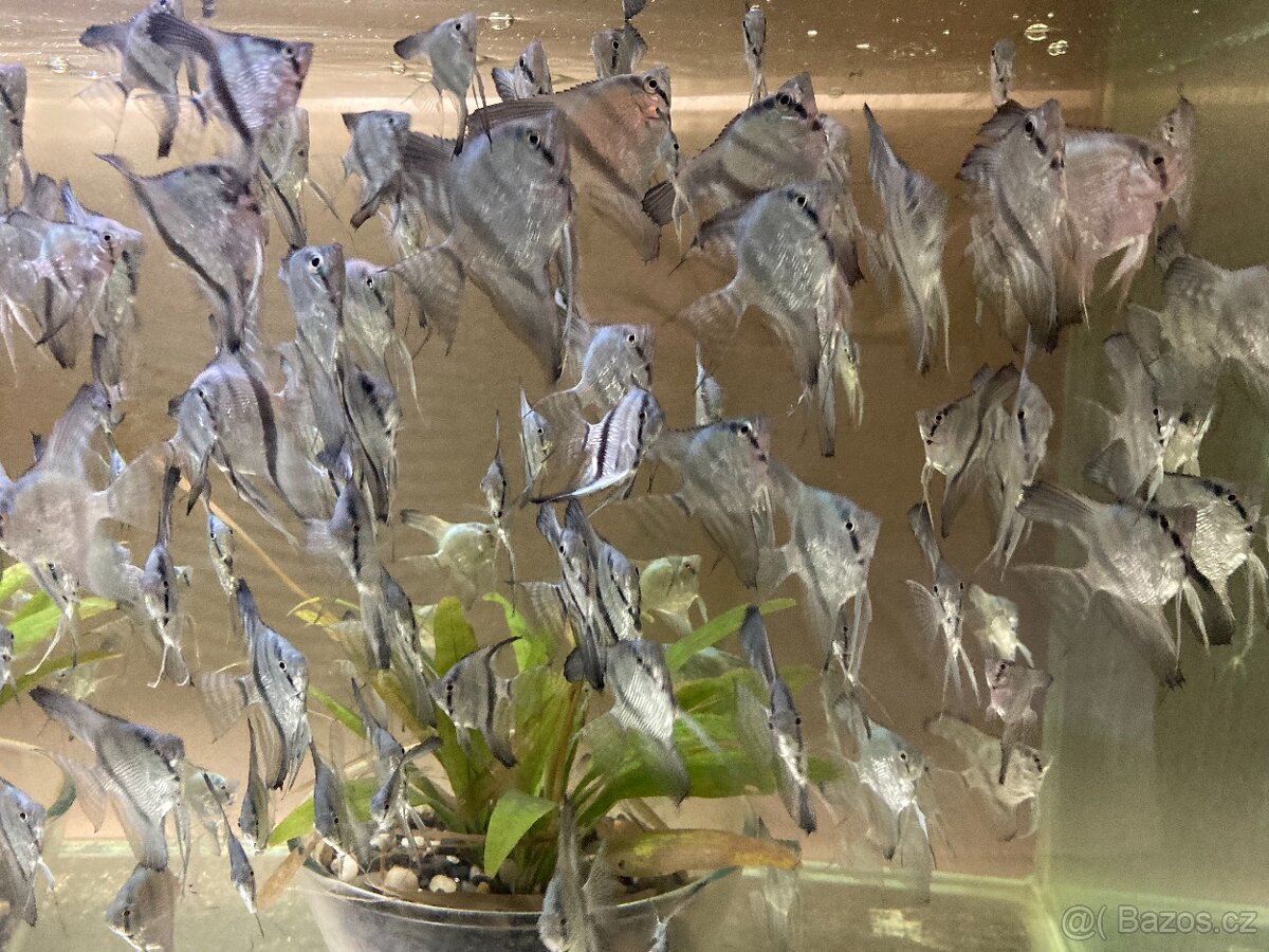 Skalar blue diamant - 2