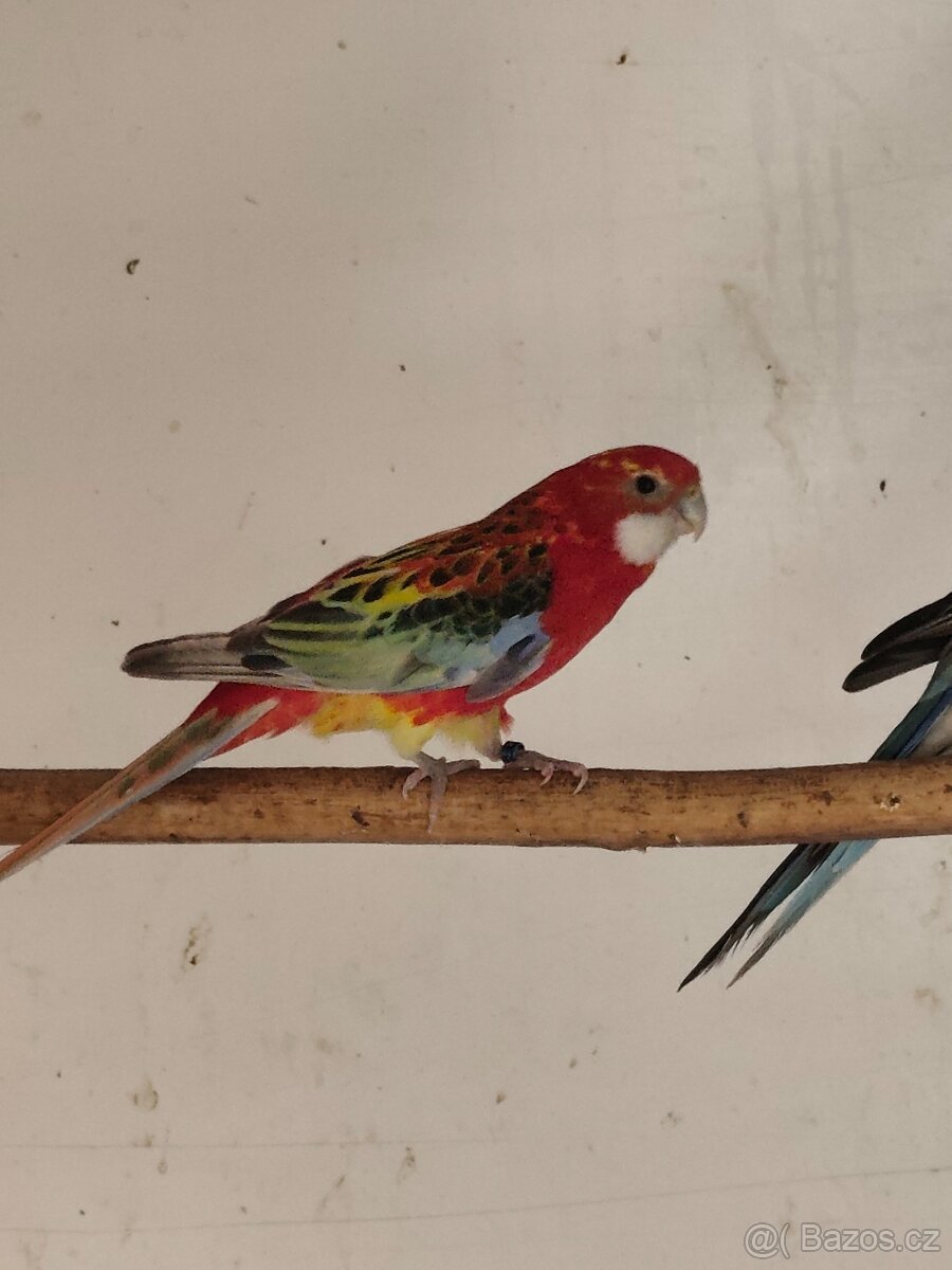 Rosela, kakariki - 2