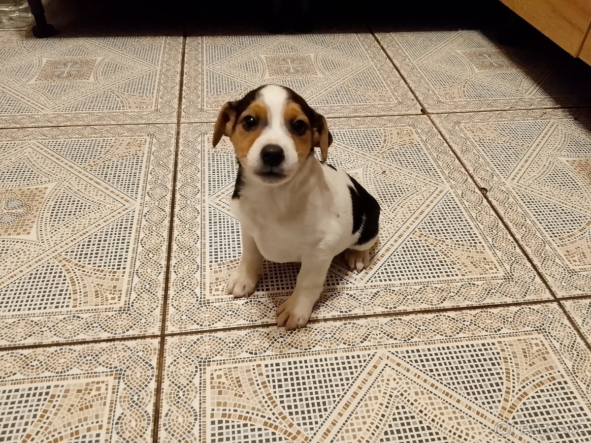 Jack Russell teriér - 2