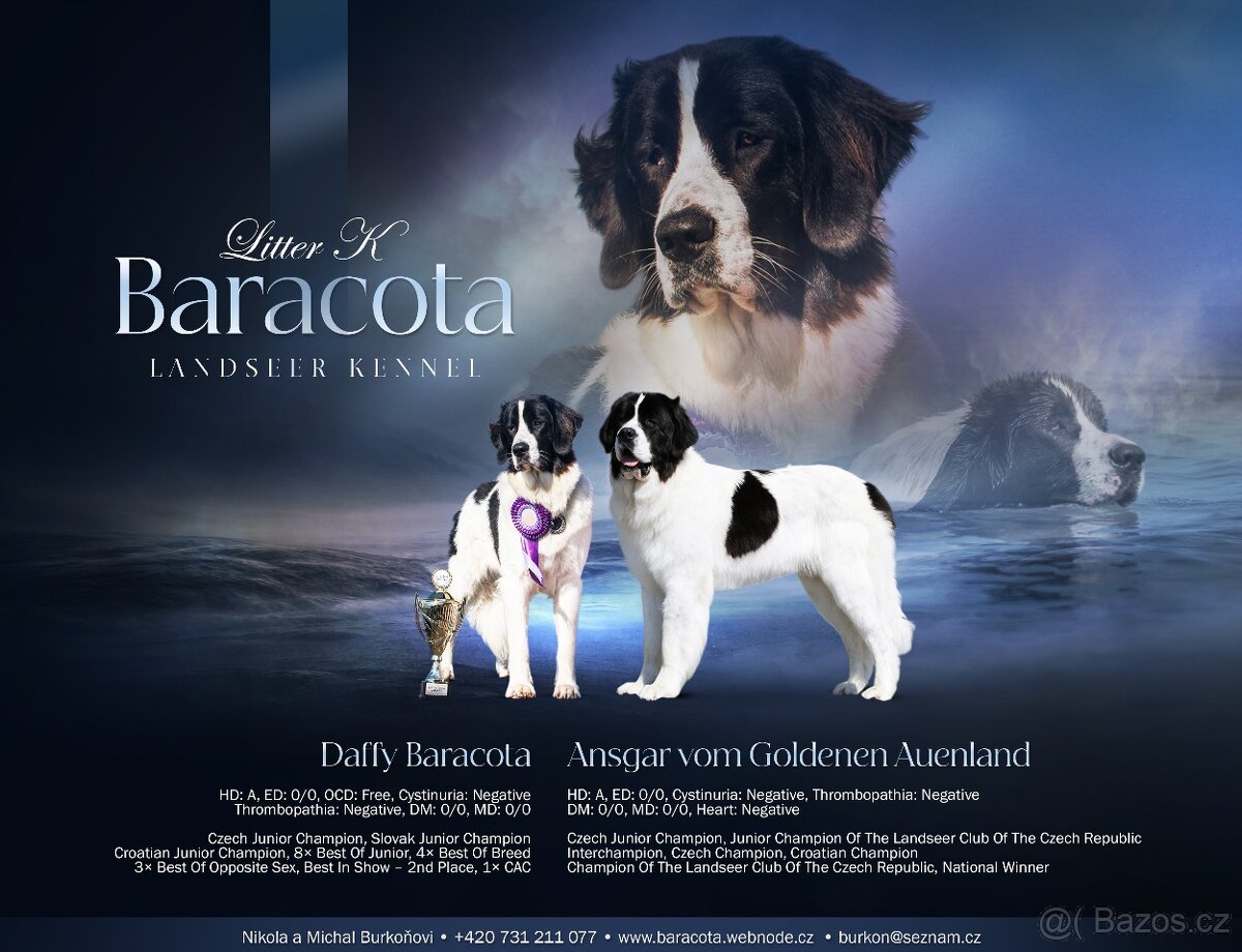 Landseer - štěňata s PP - 2