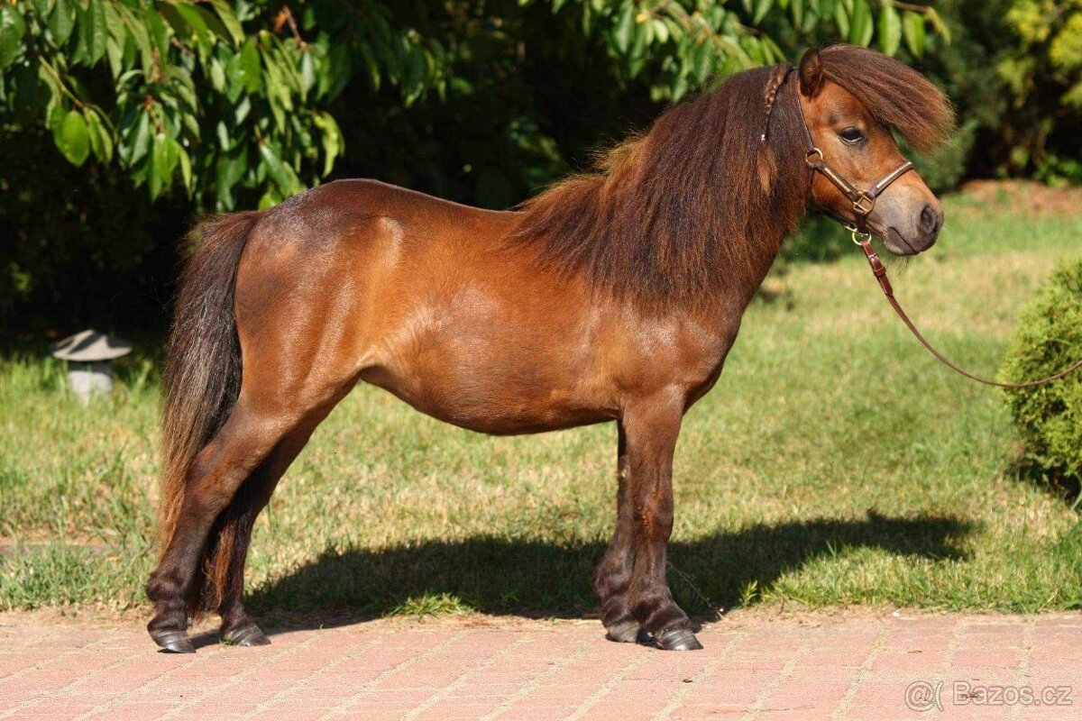 Minishetty kobylka - 2