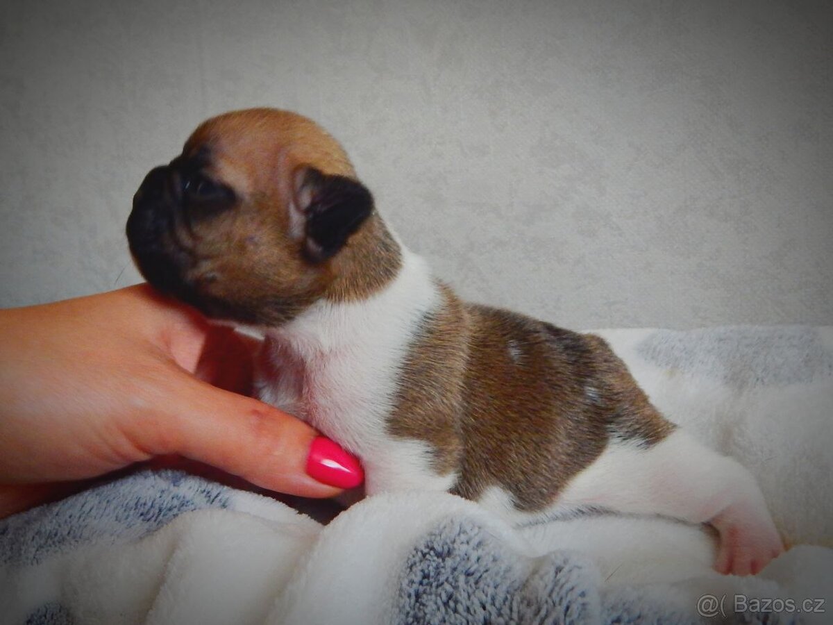 Francouzský buldoček s PP FCI - 2