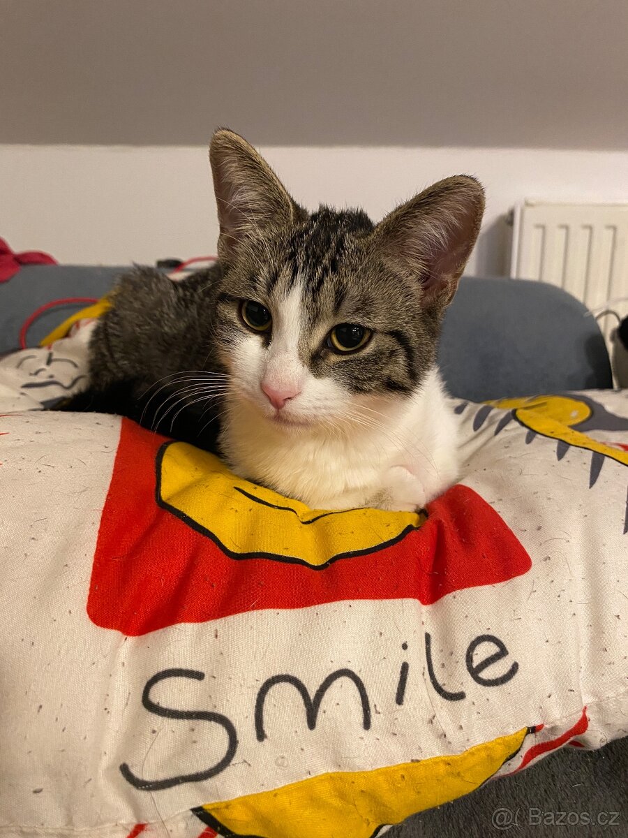 Daruji kočičku - 2