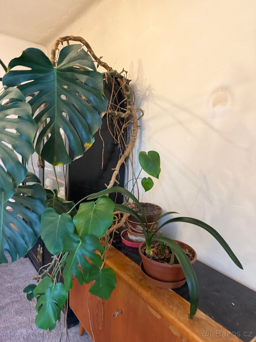Krásná velká monstera - 2
