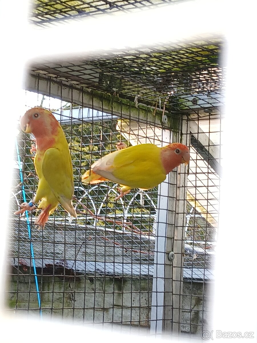 Agapornis růžohrdlý - 2