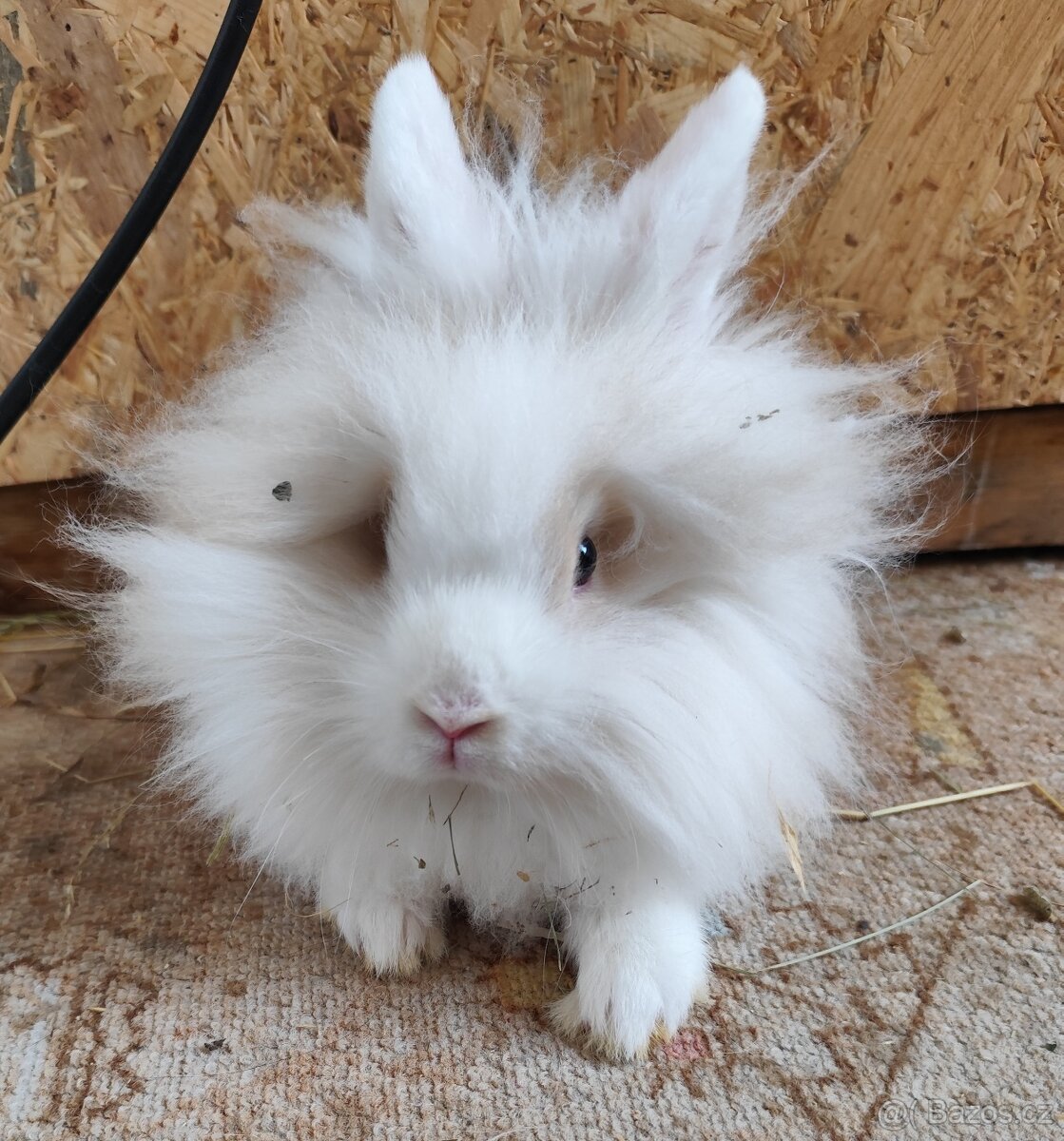 Zakrslý králík - 2